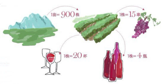 以上數據由Napa Valley Vinters提供，以最低的種植密度和最低產量為前提。