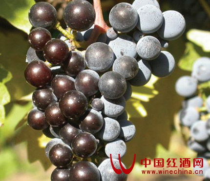 紅酒,葡萄酒 紅酒,葡萄酒